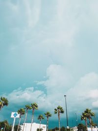 Low angle view of palm trees against sky