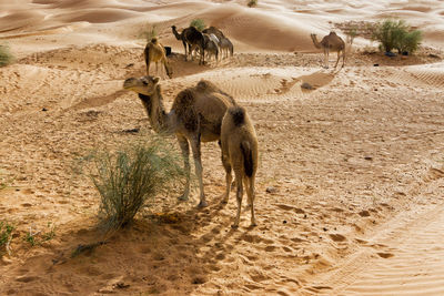 Camels in a desert