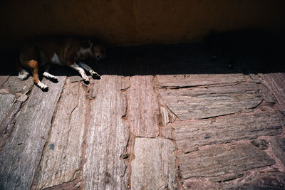 Cat lying on wood