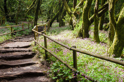 View of trees in forest