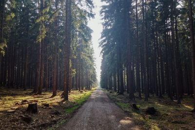 Empty road amidst trees against sky in forest