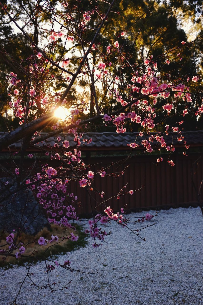 PINK FLOWERING PLANTS AGAINST TREES AND STONE WALL