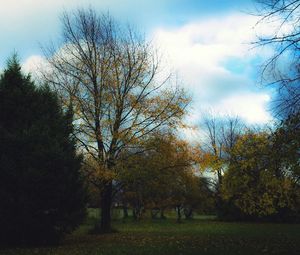 Bare trees on field against cloudy sky