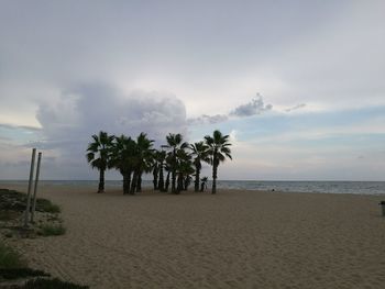 Palm trees on beach against sky