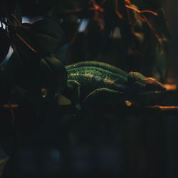 Close-up of snake on plant at night