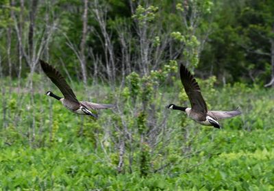 Birds flying over a land