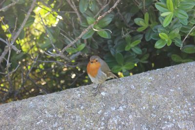 Close-up of bird perching on tree