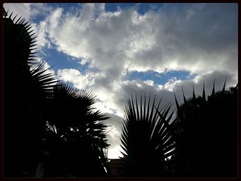 Low angle view of palm trees against cloudy sky