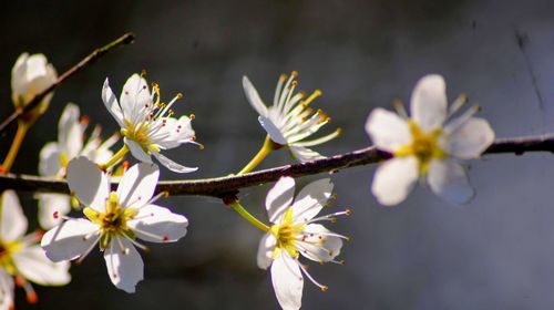 Close-up of white cherry blossoms in spring
