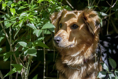 Close-up portrait of dog