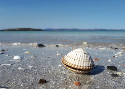 Surface level of seashell on beach