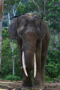 Close-up of elephant in forest