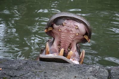 Elephant sculpture in lake