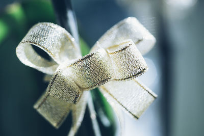 Close-up of tied bow ribbon
