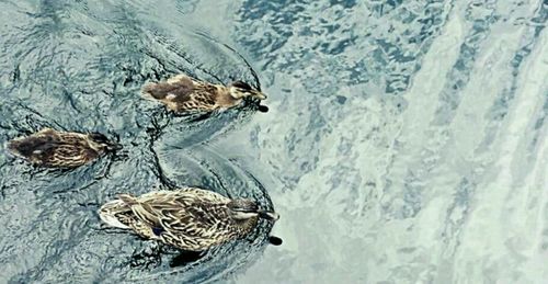 High angle view of ducks swimming in sea