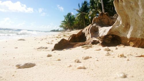 Surface level of rocks on beach against sky