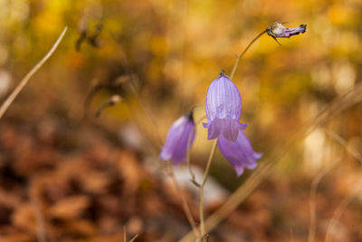 Close-up of purple crocus flowers on field