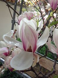 Close-up of fresh pink cherry blossom