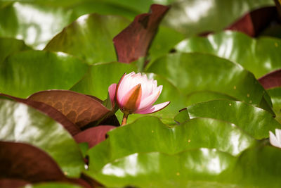 A beautiful light pink water lilies growing in a natural pond. colorful summer scenery.