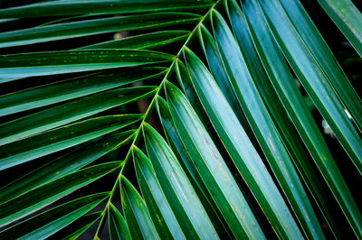 Close-up of palm leaf