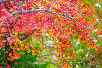 Close-up of red flowering tree during autumn