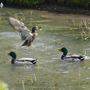 Ducks swimming in lake