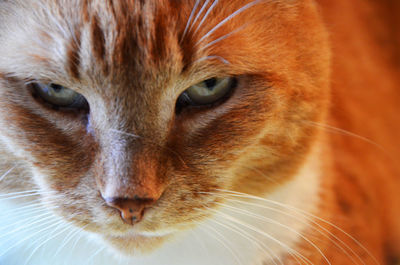 Close-up portrait of ginger cat