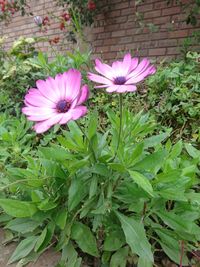 Close-up of purple coneflower blooming outdoors