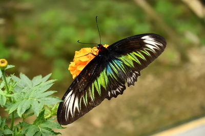 Close-up of butterfly on leaf