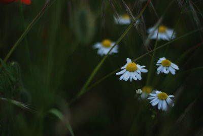 Close-up of white flowering plant