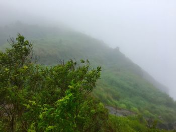 Scenic view of trees in foggy weather