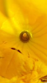 Macro shot of yellow flower