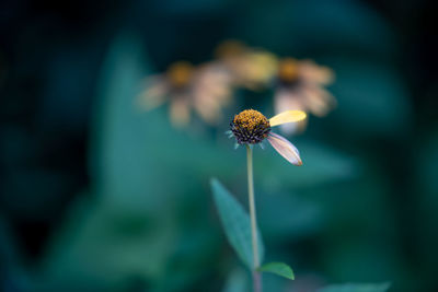 Close-up of insect on plant