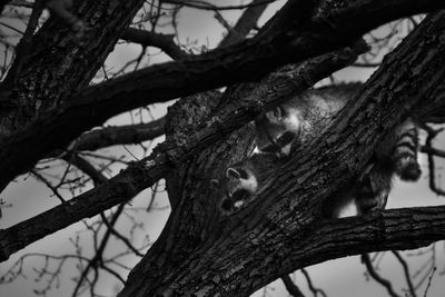 Low angle view of lizard on tree