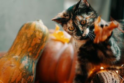 Close-up portrait of a cat