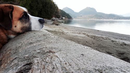 Close-up of dog at beach against sky