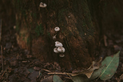 Close-up of mushrooms growing on tree trunk