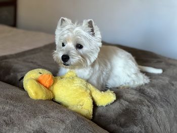 Dog sitting on sofa at home