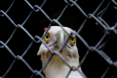 Portrait of owl in cage