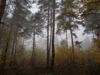 Trees in forest