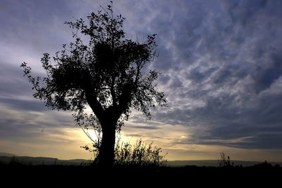 Low angle view of silhouette tree against sky during sunset