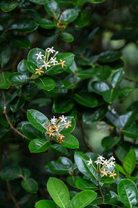 Close-up of insect on plant