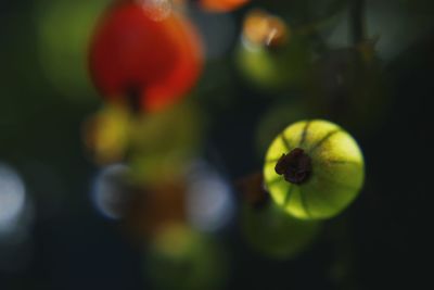 Close-up of fruit growing on plant