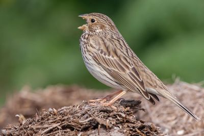 Close-up of a bird