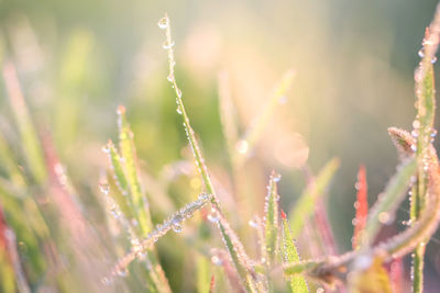 Close-up of dew on plants