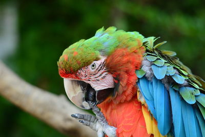 Close-up of parrot perching