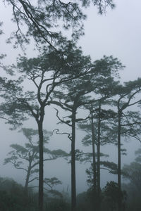 Low angle view of trees in forest against sky