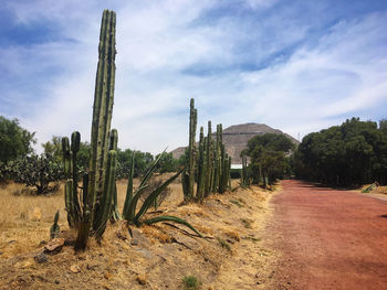 Cactus growing on field against sky