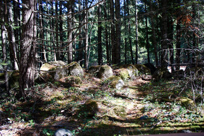 Trees in forest