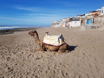 Horse cart on beach against sky